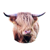 Highland Beef