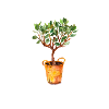 GROW BETTER