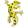 Lizard Gecko Leopard Gecko