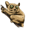 Tarsier
