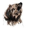 bear