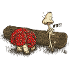 Halucination