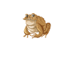 Crapaud Pun
