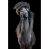 Cavalli divertenti: pony Shetland "Let's Rock"
