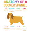 Anatomie d'un cocker
