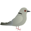 Turtle Dove