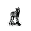 Lonely wolf