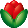 Smiley Flower Tulip