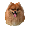 Spitz / Pomeranian