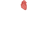 Realistic heart