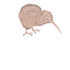 Kiwi Vogel