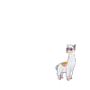 Alpaca animal