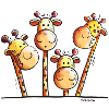 Four funny giraffes