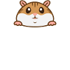 Hamster belly