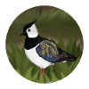 jz.birds Lapwing Bird Design Illustration