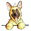 Funny German Shepherd