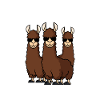 Préparez-vous pour l'Alpacalypse