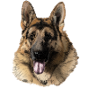 German shepherd