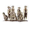 Meerkats