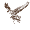 Falkon