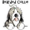 Sweet Bearded Collie