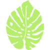 Monstera Feuille / Monstera Leaf 1c
