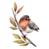 Robin