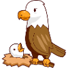 Eagle eagle baby nest bird