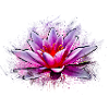 nénuphar