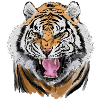 tiger