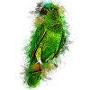 parrot