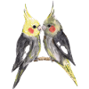Two cute cockatiels