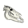 Horse teeth