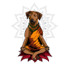 Rhodesian Ridgeback
