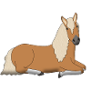 haflinger_liegt