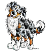Funny Australian Shepherd