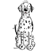 Happy Dalmatian