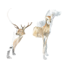 Chien de chasse
