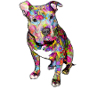 Pitbull Hippie
