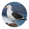 jz.birds seagull bird design illustration