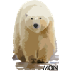 Eisbär