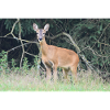 Forêt de cerfs