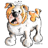 English Bulldog