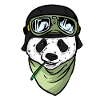 Panda bear pilot Panda hobby aviator for pilots