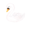 White swan