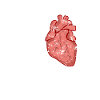 cardiology
