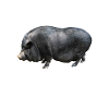 Hanging-bellyed pig pig