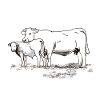 Vache avec veaux, ferme cadeau, bétail fermier