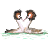 Two grebes