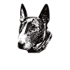 Bully Dad Brindle Bull Terrier